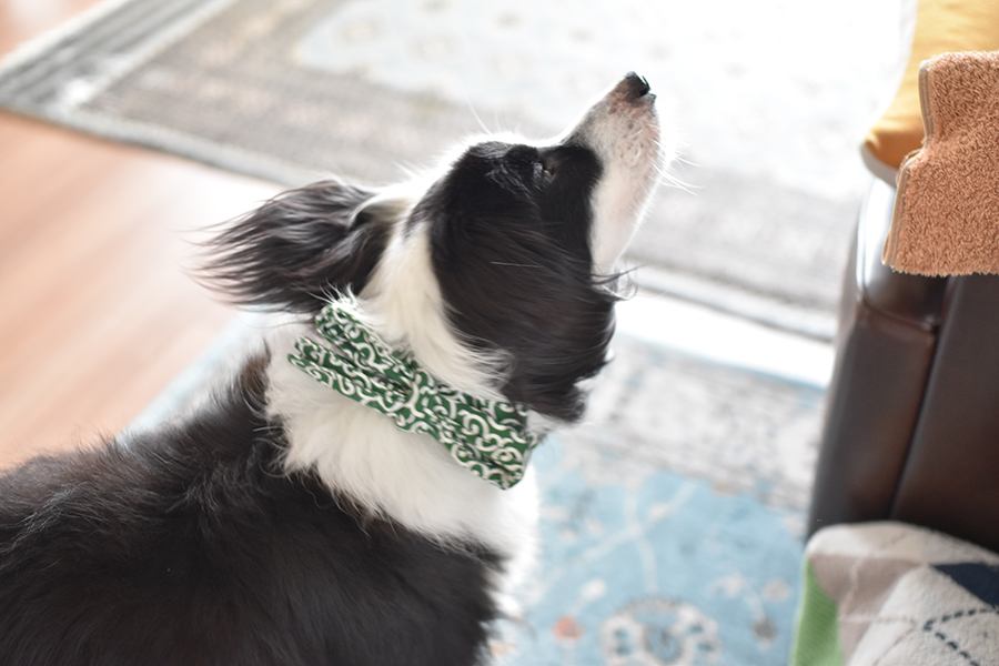 保冷剤を犬の首に巻くタイプのクールマフラーは唐草模様をチョイスしました