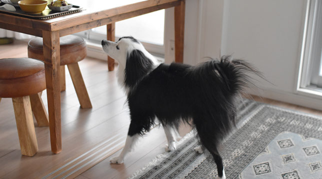 食欲旺盛　沸く犬