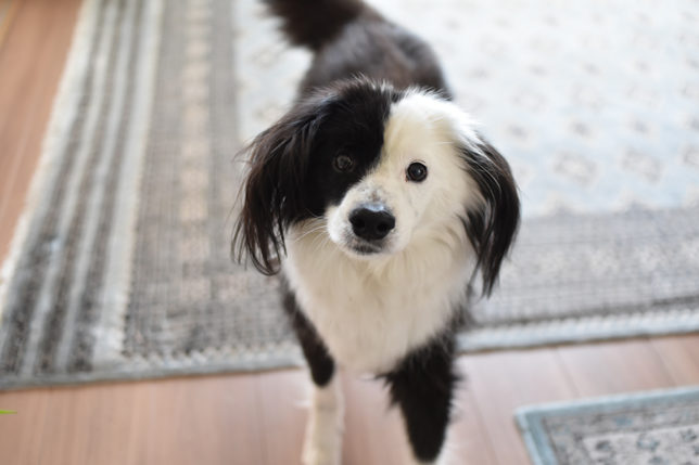 寝起きの片パンダ犬