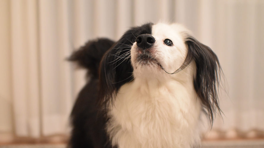部屋遊びでニコニになる犬を撮るために家中の明かりをつける日の犬ブログ