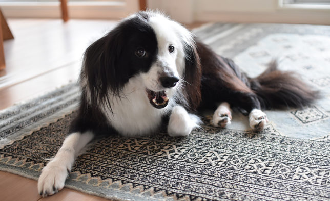 ボーダーコリーミックス 片パンダ犬