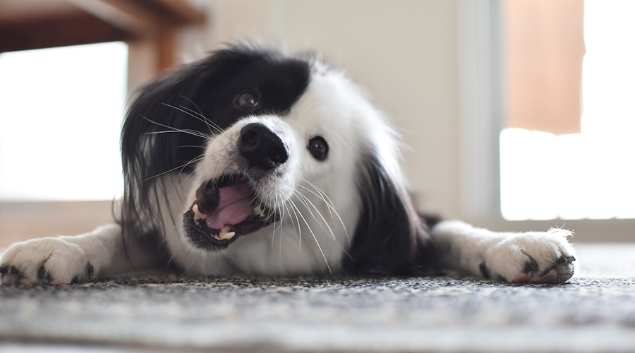 おそらく多頭飼育崩壊現場出身のはずなのだが食べ方が完全にひとりっこ仕様の犬