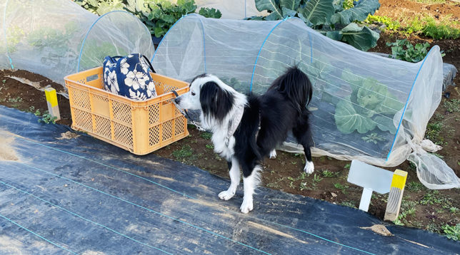 畑のお世話に付き合う犬