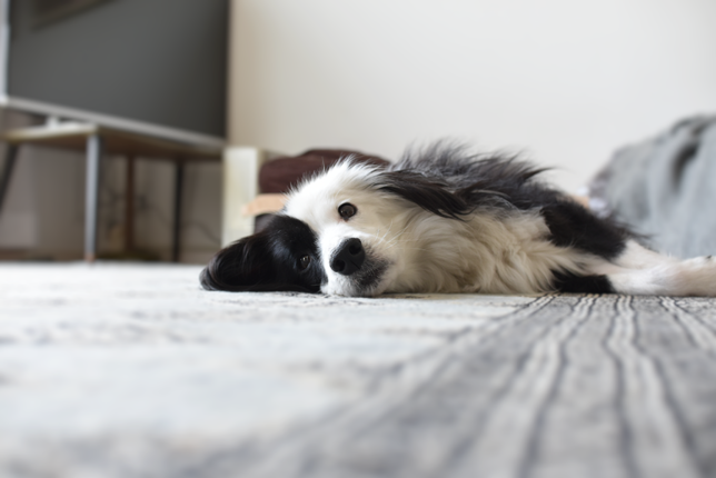 ごねごねしている犬