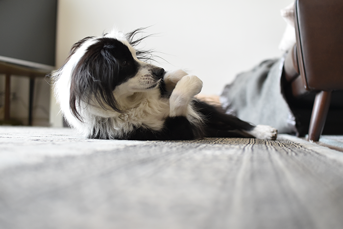 ごねごねしている犬