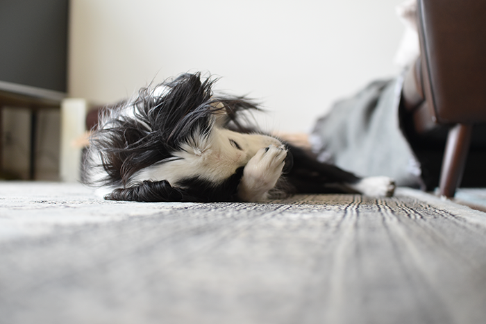 ごねごねしている犬