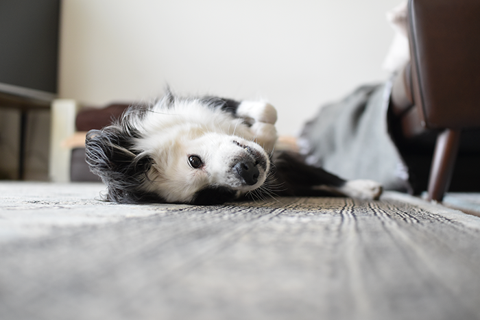 ごねごねしている犬