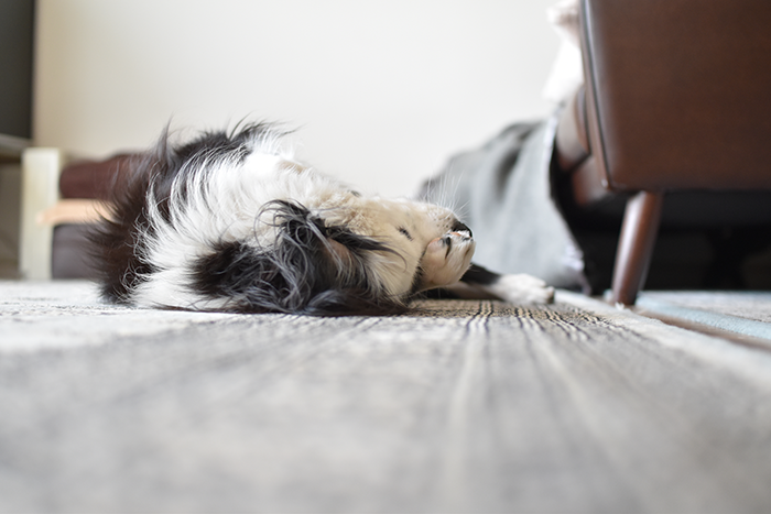 ごねごねしている犬