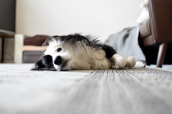 ごねごねしている犬