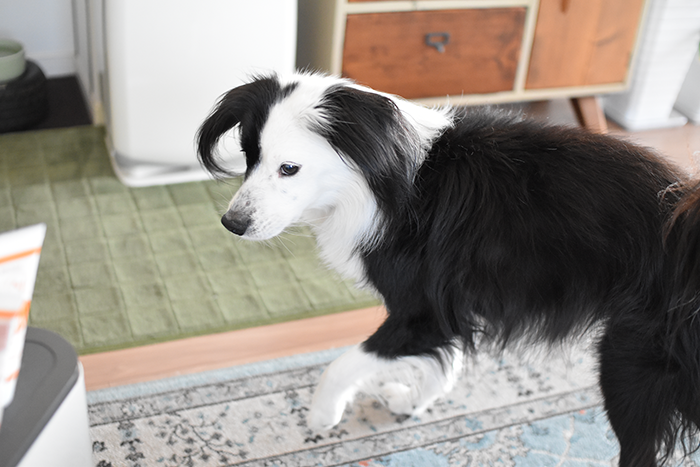 元保護犬ブログ　片パンダ犬