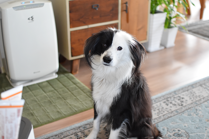 元保護犬ブログ　片パンダ犬