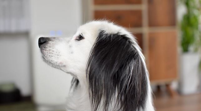 元保護犬ブログ　片パンダ犬