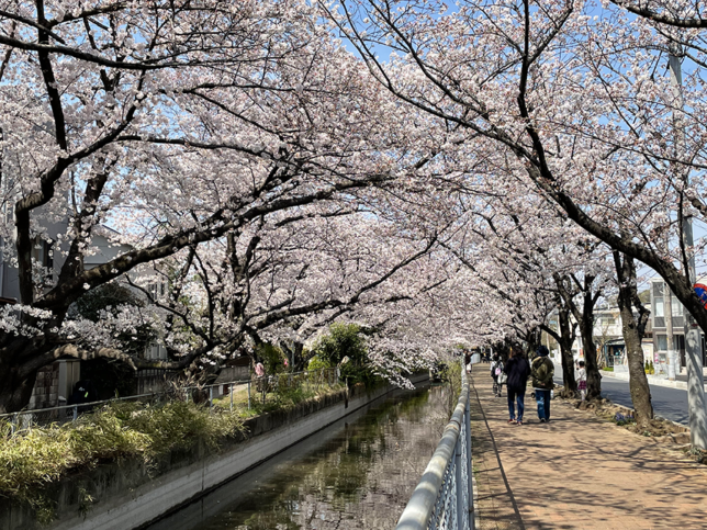 片パンダ犬と桜　花見散歩　