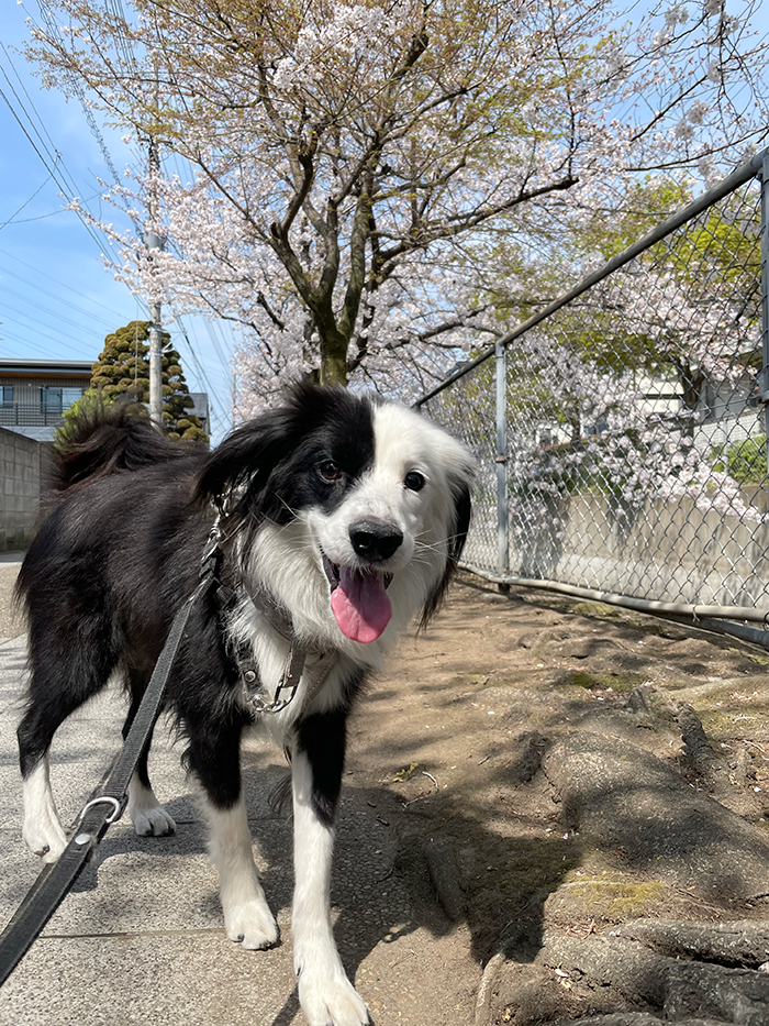 片パンダ犬と桜　花見散歩　