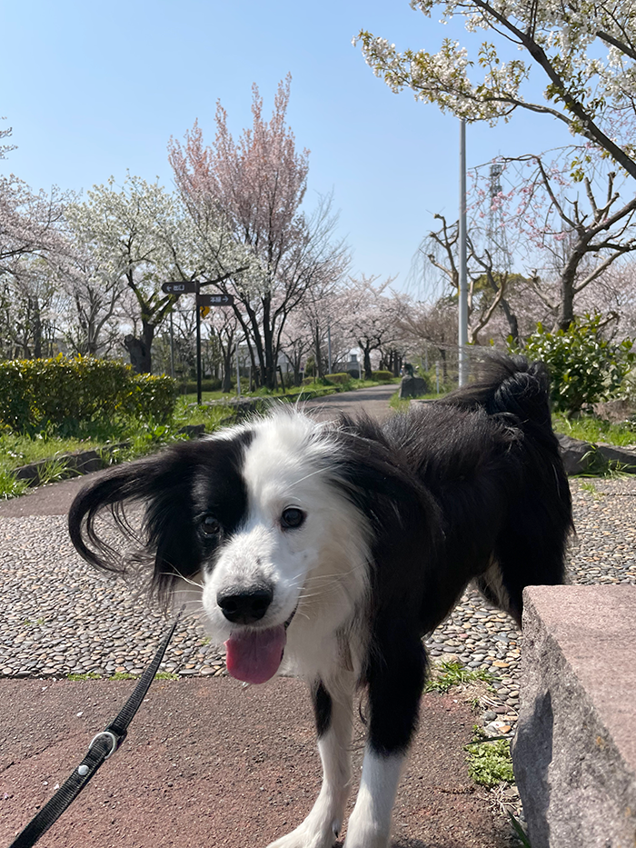 犬と花見散歩