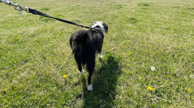 犬と河原散歩