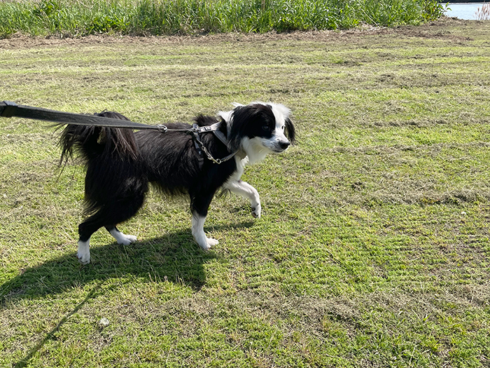 犬と河原散歩