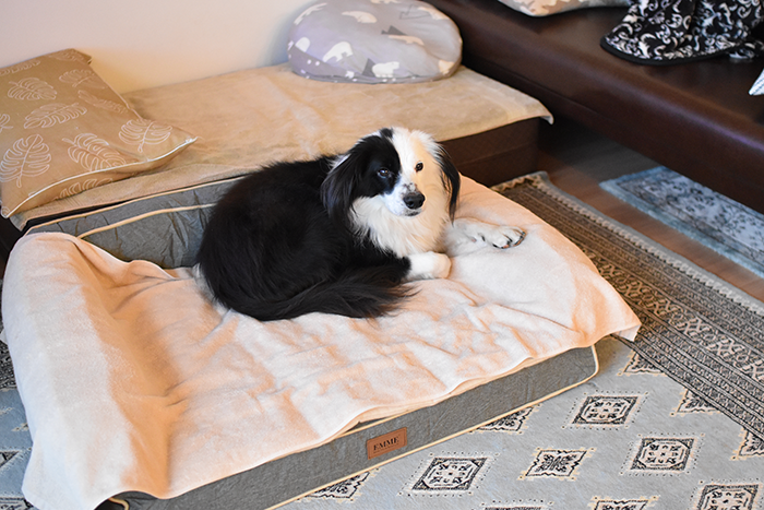 おニューの犬用ベッド