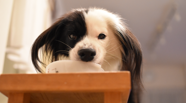 食事中の犬