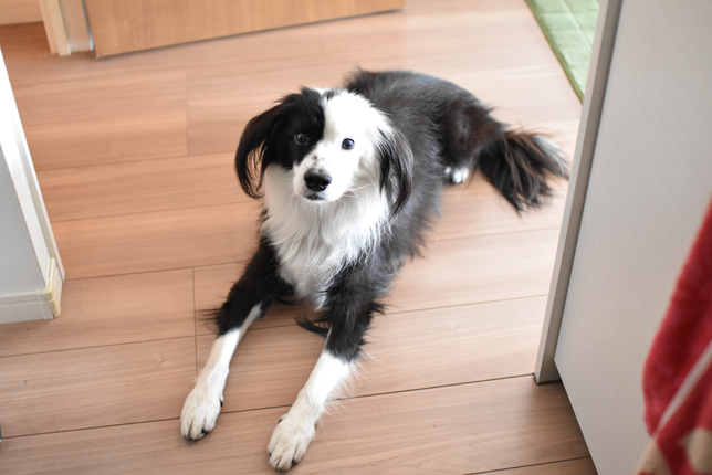 キッチンを見守る　片パンダ犬