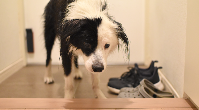 雨に濡れた片パンダ犬