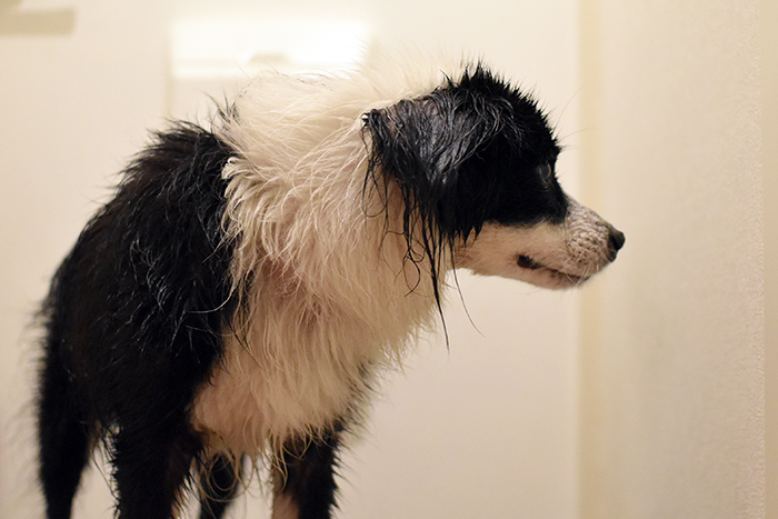 雨に濡れた片パンダ犬