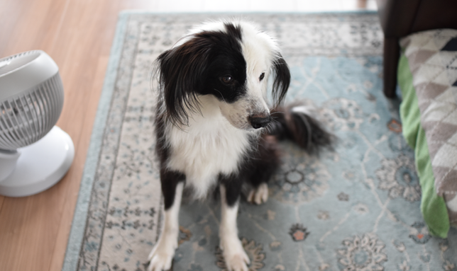 ホルモン疾患犬　毛量チェック