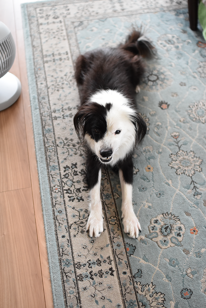 ホルモン疾患犬　毛量チェック