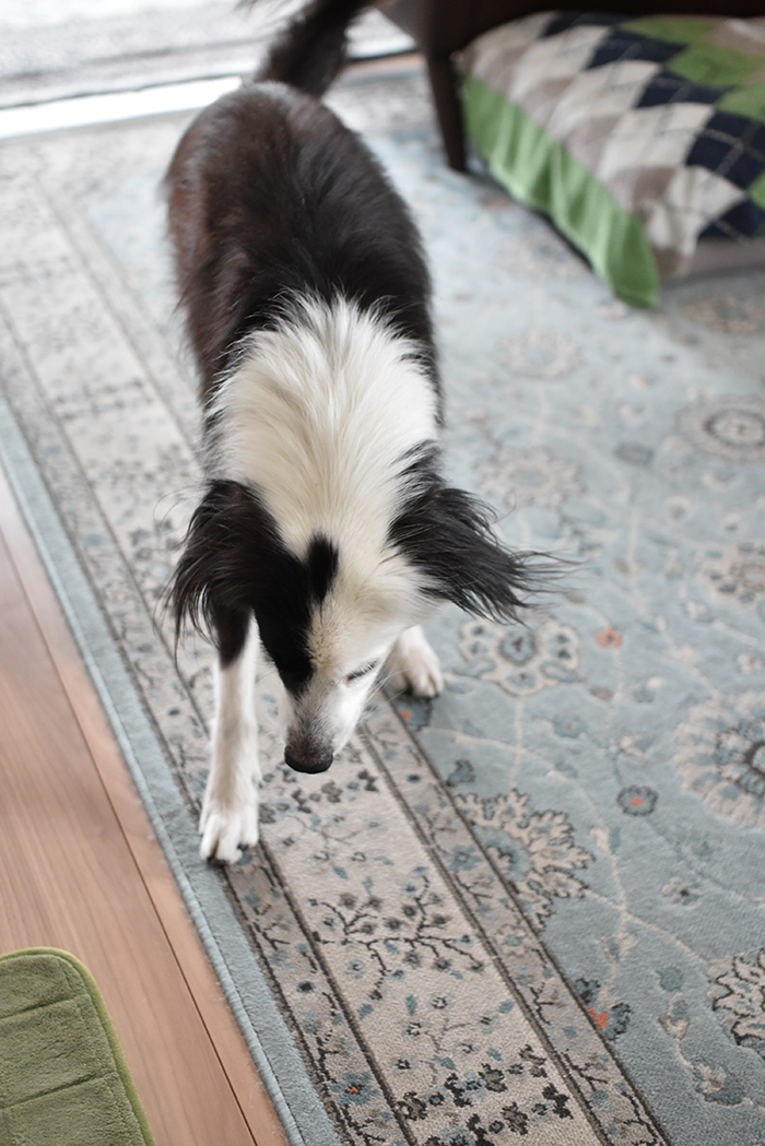 ホルモン疾患犬　毛量チェック