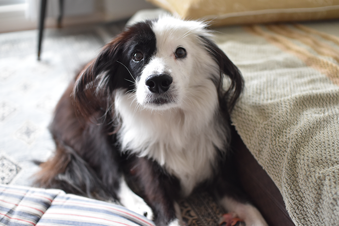 ホルモン疾患犬　毛量チェック