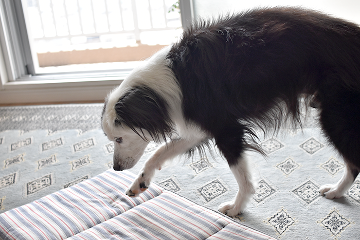 ホルモン疾患犬　毛量チェック