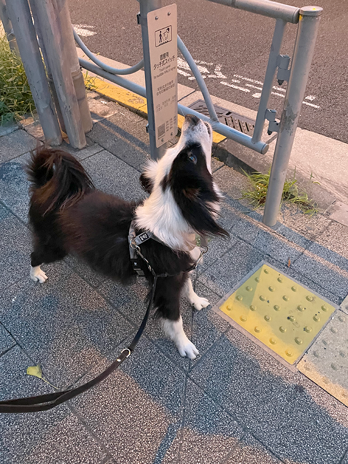 犬と畑散歩　ボーダーミックス　イタグレ