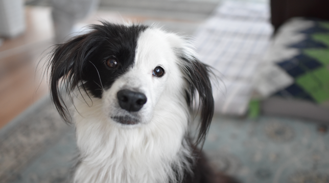 インドア犬　片パンダの凪