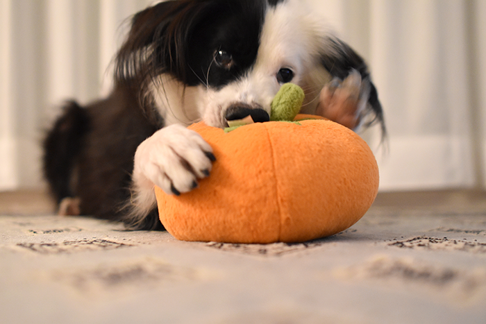 片パンダ犬とかぼちゃ