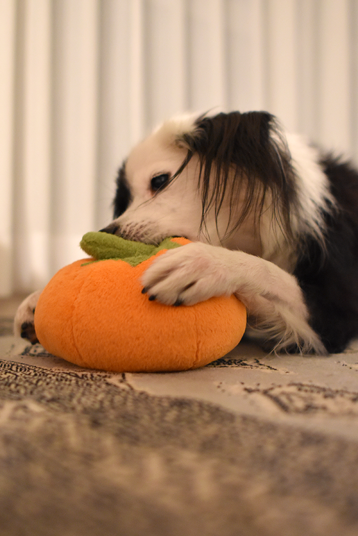 片パンダ犬とかぼちゃ
